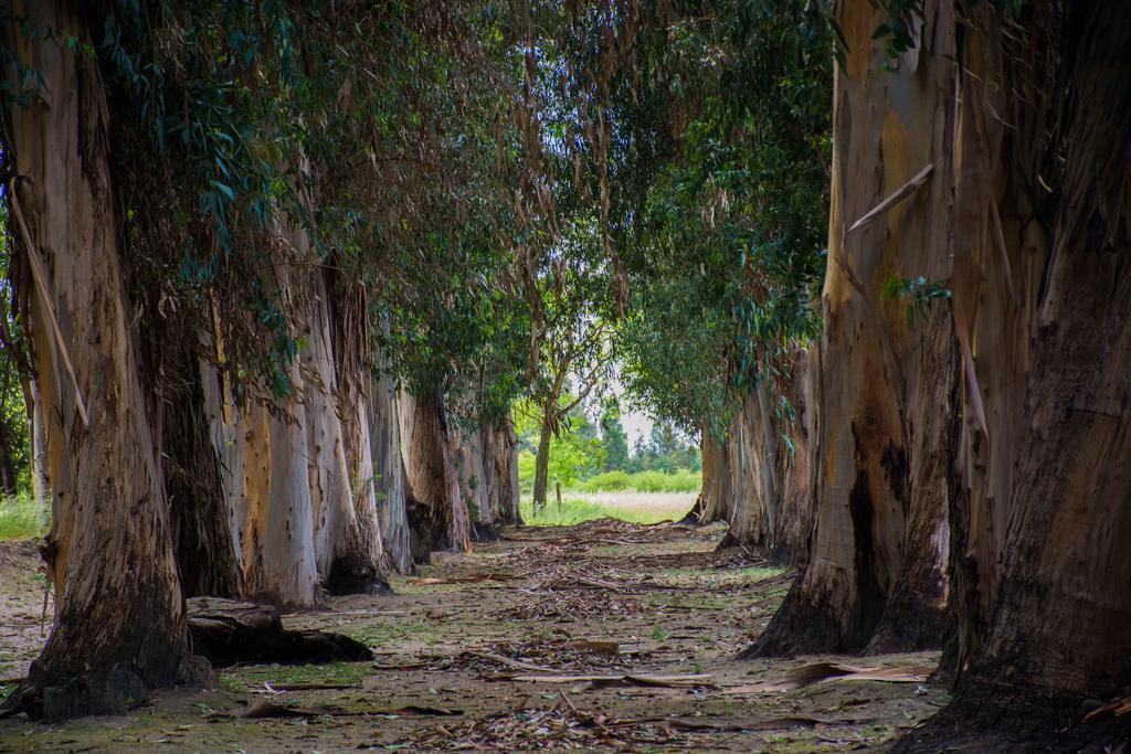 Hacienda Historica Marchigue Konuk evi Marchihue Dış mekan fotoğraf